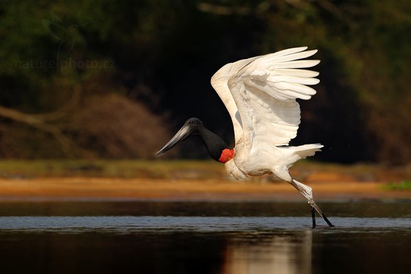 Čáp jabiru (Jabiru mycteria), Čáp jabiru (Jabiru mycteria) Jabiru, Autor: Ondřej Prosický | NaturePhoto.cz, Model: Canon EOS-1D Mark III, Objektiv: Canon EF 500mm f/4 L IS USM, Ohnisková vzdálenost (EQ35mm): 650 mm, fotografováno z ruky, Clona: 6.3, Doba expozice: 1/2500 s, ISO: 500, Kompenzace expozice: -1/3, Blesk: Ano, Vytvořeno: 8. září 2011 15:31:17, Barranco Alto, Pantanal (Brazílie)