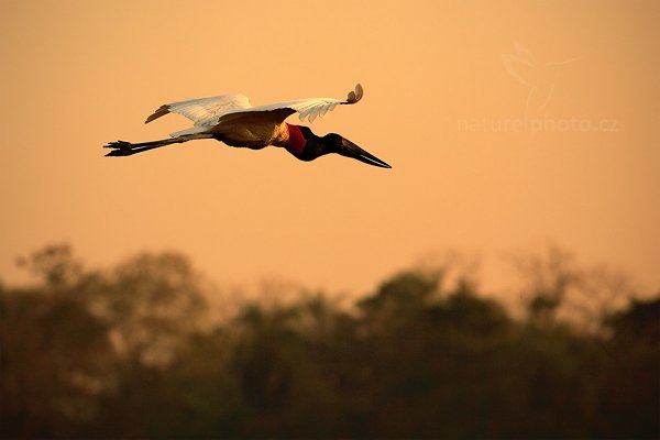 Čáp jabiru (Jabiru mycteria), Čáp jabiru (Jabiru mycteria) Jabiru, Autor: Ondřej Prosický | NaturePhoto.cz, Model: Canon EOS 5D Mark II, Objektiv: Canon EF 500mm f/4 L IS USM, Ohnisková vzdálenost (EQ35mm): 500 mm, fotografováno z ruky, Clona: 7.1, Doba expozice: 1/3200 s, ISO: 500, Kompenzace expozice: -2/3, Blesk: Ne, Vytvořeno: 6. září 2011 16:33:35, Barranco Alto, Pantanal (Brazílie)