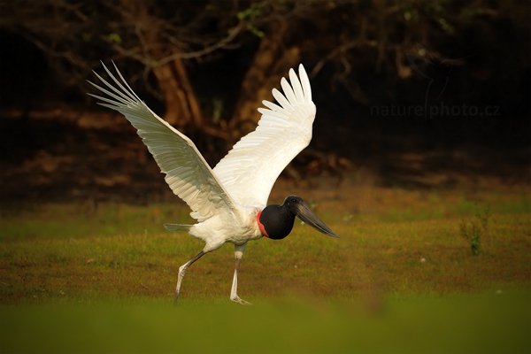 Čáp jabiru (Jabiru mycteria), Čáp jabiru (Jabiru mycteria) Jabiru, Autor: Ondřej Prosický | NaturePhoto.cz, Model: Canon EOS-1D Mark III, Objektiv: Canon EF 500mm f/4 L IS USM, Ohnisková vzdálenost (EQ35mm): 650 mm, fotografováno z ruky, Clona: 6.3, Doba expozice: 1/2500 s, ISO: 500, Kompenzace expozice: -1/3, Blesk: Ano, Vytvořeno: 8. září 2011 15:31:17, Barranco Alto, Pantanal (Brazílie)