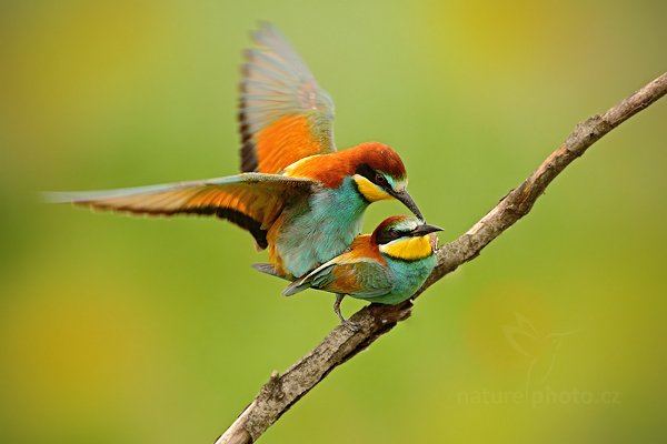 Vlha pestrá (Merops apiaster), Vlha pestrá (Merops apiaster) European Bee-eater, Autor: Ondřej Prosický | NaturePhoto.cz, Model: Canon EOS 5D Mark II, Objektiv: Canon EF 500mm f/4 L IS USM, Ohnisková vzdálenost (EQ35mm): 500 mm, stativ Gitzo, Clona: 6.3, Doba expozice: 1/500 s, ISO: 1600, Kompenzace expozice: +1/3, Blesk: Ne, Vytvořeno: 11. června 2011 15:18:10, Kiskunsági Nemzeti Park (Maďarsko)