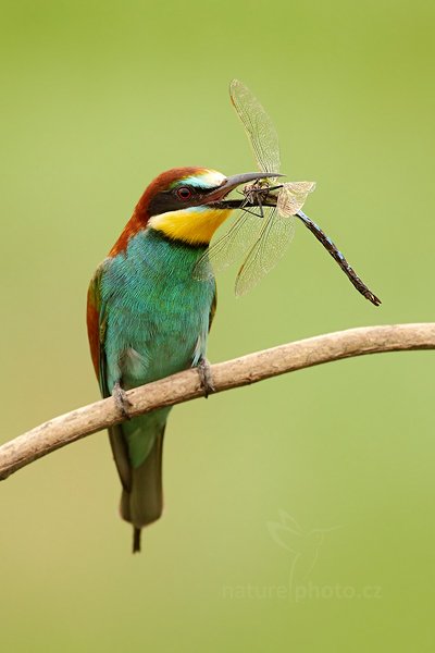 Vlha pestrá (Merops apiaster), Vlha pestrá (Merops apiaster) European Bee-eater, Autor: Ondřej Prosický | NaturePhoto.cz, Model: Canon EOS 5D Mark II, Objektiv: Canon EF 500mm f/4 L IS USM, Ohnisková vzdálenost (EQ35mm): 500 mm, stativ Gitzo, Clona: 6.3, Doba expozice: 1/160 s, ISO: 500, Kompenzace expozice: +1/3, Blesk: Ne, Vytvořeno: 11. června 2011 17:48:57, Kiskunsági Nemzeti Park (Maďarsko)