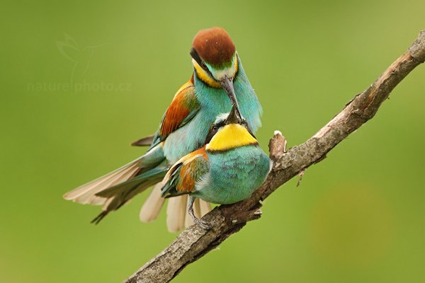 Vlha pestrá (Merops apiaster), Vlha pestrá (Merops apiaster) European Bee-eater, Autor: Ondřej Prosický | NaturePhoto.cz, Model: Canon EOS 5D Mark II, Objektiv: Canon EF 500mm f/4 L IS USM, Ohnisková vzdálenost (EQ35mm): 500 mm, stativ Gitzo, Clona: 6.3, Doba expozice: 1/640 s, ISO: 1600, Kompenzace expozice: +1/3, Blesk: Ne, Vytvořeno: 11. června 2011 15:18:04, Kiskunsági Nemzeti Park (Maďarsko) 