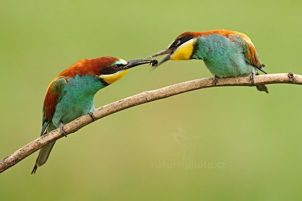 Vlha pestrá (Merops apiaster), Vlha pestrá (Merops apiaster) European Bee-eater, Autor: Ondřej Prosický | NaturePhoto.cz, Model: Canon EOS 5D Mark II, Objektiv: Canon EF 500mm f/4 L IS USM, Ohnisková vzdálenost (EQ35mm): 500 mm, stativ Gitzo, Clona: 6.3, Doba expozice: 1/400 s, ISO: 1600, Kompenzace expozice: +1/3, Blesk: Ne, Vytvořeno: 11. června 2011 15:03:22, Kiskunsági Nemzeti Park (Maďarsko) 