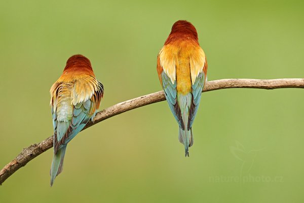 Vlha pestrá (Merops apiaster), Vlha pestrá (Merops apiaster) European Bee-eater, Autor: Ondřej Prosický | NaturePhoto.cz, Model: Canon EOS 5D Mark II, Objektiv: Canon EF 500mm f/4 L IS USM, Ohnisková vzdálenost (EQ35mm): 500 mm, stativ Gitzo, Clona: 7.1, Doba expozice: 1/125 s, ISO: 800, Kompenzace expozice: +2/3, Blesk: Ne, Vytvořeno: 11. června 2011 12:53:02, Kiskunsági Nemzeti Park (Maďarsko)