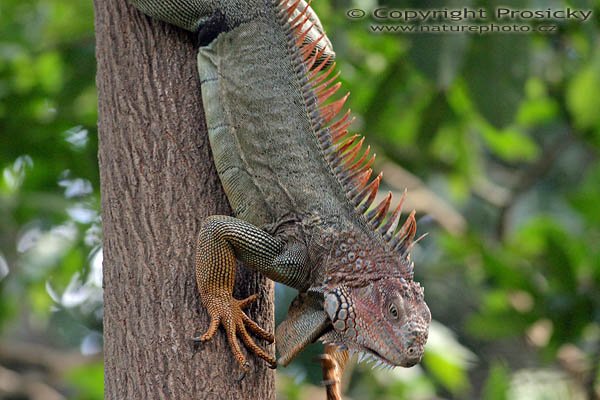 Leguán zelený (Iguana iguana), Leguán zelený (Iguana iguana), Autor: Ondřej Prosický, Model aparátu: Canon EOS 300D DIGITAL, Objektiv: Canon EF 400mm f/5.6 L USM, Ohnisková vzdálenost: 400.00 mm, Clona: 5.60, Doba expozice: 1/200 s, ISO: 800, Vyvážení expozice: 0.00, Blesk: Ne, Vytvořeno: 20. prosince 2004, RNVS Caňo Negro (Kostarika) 
