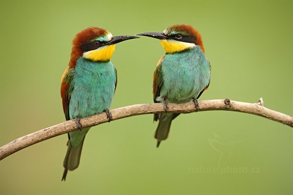 Vlha pestrá (Merops apiaster), Vlha pestrá (Merops apiaster) European Bee-eater, Autor: Ondřej Prosický | NaturePhoto.cz, Model: Canon EOS 5D Mark II, Objektiv: Canon EF 500mm f/4 L IS USM, Ohnisková vzdálenost (EQ35mm): 500 mm, stativ Gitzo, Clona: 6.3, Doba expozice: 1/400 s, ISO: 1600, Kompenzace expozice: +1/3, Blesk: Ne, Vytvořeno: 11. června 2011 15:01:29, Kiskunsági Nemzeti Park (Maďarsko) 