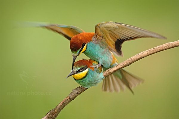 Vlha pestrá (Merops apiaster), Vlha pestrá (Merops apiaster) European Bee-eater, Autor: Ondřej Prosický | NaturePhoto.cz, Model: Canon EOS 5D Mark II, Objektiv: Canon EF 500mm f/4 L IS USM, Ohnisková vzdálenost (EQ35mm): 500 mm, stativ Gitzo, Clona: 6.3, Doba expozice: 1/200 s, ISO: 1000, Kompenzace expozice: +1/3, Blesk: Ne, Vytvořeno: 11. června 2011 14:56:21, Kiskunsági Nemzeti Park (Maďarsko) 