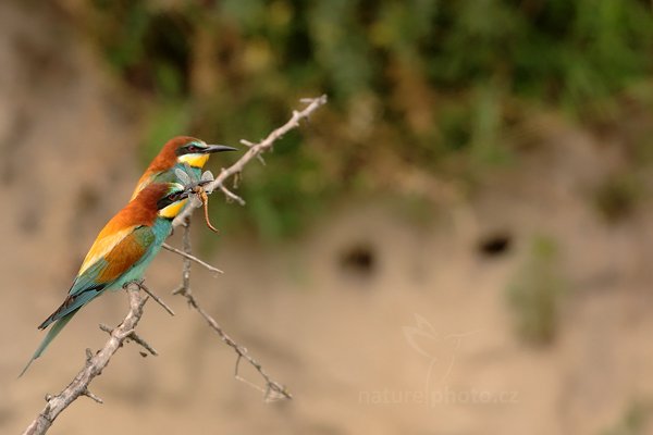 Vlha pestrá (Merops apiaster), Vlha pestrá (Merops apiaster) European Bee-eater, Autor: Ondřej Prosický | NaturePhoto.cz, Model: Canon EOS 5D Mark II, Objektiv: Canon EF 500mm f/4 L IS USM, Ohnisková vzdálenost (EQ35mm): 500 mm, stativ Gitzo, Clona: 6.3, Doba expozice: 1/400 s, ISO: 800, Kompenzace expozice: +1/3, Blesk: Ne, Vytvořeno: 11. června 2011 15:38:50, Kiskunsági Nemzeti Park (Maďarsko)