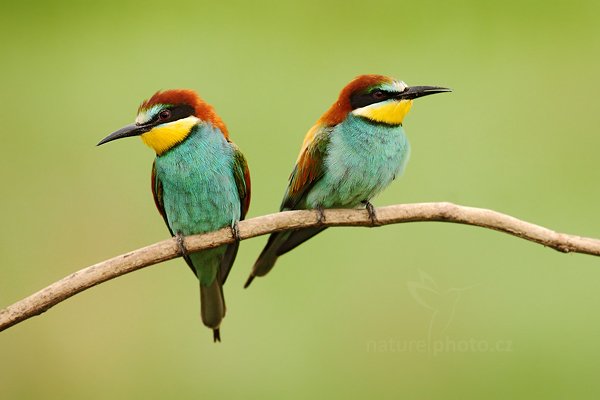 Vlha pestrá (Merops apiaster), Vlha pestrá (Merops apiaster) European Bee-eater, Autor: Ondřej Prosický | NaturePhoto.cz, Model: Canon EOS 5D Mark II, Objektiv: Canon EF 500mm f/4 L IS USM, Ohnisková vzdálenost (EQ35mm): 500 mm, stativ Gitzo, Clona: 6.3, Doba expozice: 1/400 s, ISO: 1600, Kompenzace expozice: +1/3, Blesk: Ne, Vytvořeno: 11. června 2011 15:00:03, Kiskunsági Nemzeti Park (Maďarsko)