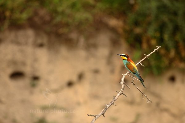 Vlha pestrá (Merops apiaster), Vlha pestrá (Merops apiaster) European Bee-eater, Autor: Ondřej Prosický | NaturePhoto.cz, Model: Canon EOS 5D Mark II, Objektiv: Canon EF 500mm f/4 L IS USM, Ohnisková vzdálenost (EQ35mm): 500 mm, stativ Gitzo, Clona: 6.3, Doba expozice: 1/640 s, ISO: 1600, Kompenzace expozice: +1/3, Blesk: Ne, Vytvořeno: 11. června 2011 14:22:43, Kiskunsági Nemzeti Park (Maďarsko)