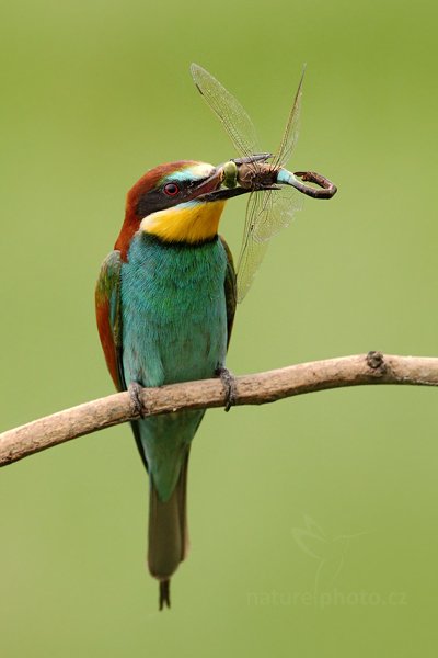 Vlha pestrá (Merops apiaster), Vlha pestrá (Merops apiaster) European Bee-eater, Autor: Ondřej Prosický | NaturePhoto.cz, Model: Canon EOS 5D Mark II, Objektiv: Canon EF 500mm f/4 L IS USM, Ohnisková vzdálenost (EQ35mm): 500 mm, stativ Gitzo, Clona: 6.3, Doba expozice: 1/640 s, ISO: 1250, Kompenzace expozice: +1/3, Blesk: Ne, Vytvořeno: 11. června 2011 15:28:38, Kiskunsági Nemzeti Park (Maďarsko)