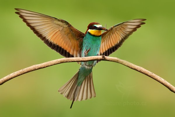 Vlha pestrá (Merops apiaster), Vlha pestrá (Merops apiaster) European Bee-eater, Autor: Ondřej Prosický | NaturePhoto.cz, Model: Canon EOS 5D Mark II, Objektiv: Canon EF 500mm f/4 L IS USM, Ohnisková vzdálenost (EQ35mm): 500 mm, stativ Gitzo, Clona: 6.3, Doba expozice: 1/640 s, ISO: 1600, Kompenzace expozice: +1/3, Blesk: Ne, Vytvořeno: 11. června 2011 14:22:43, Kiskunsági Nemzeti Park (Maďarsko)