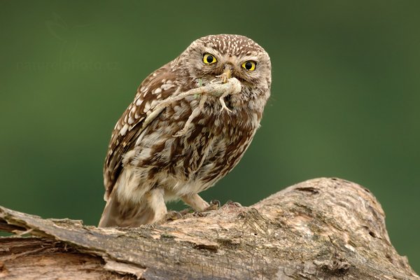 Sýček obecný (Athene noctua), Sýček obecný (Athene noctua) Little Owl, Autor: Ondřej Prosický | NaturePhoto.cz, Model: Canon EOS 5D Mark II, Objektiv: Canon EF 500mm f/4 L IS USM, Ohnisková vzdálenost (EQ35mm): 500 mm, stativ Gitzo, Clona: 6.3, Doba expozice: 1/160 s, ISO: 1000, Kompenzace expozice: +1/3, Blesk: Ne, Vytvořeno: 11. června 2011 14:39:16, Kiskunsági Nemzeti Park (Maďarsko)
