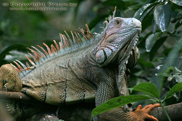 Leguán zelený (Iguana iguana), Leguán zelený (Iguana iguana) Autor: Ondřej Prosický, Model aparátu: Canon EOS 300D DIGITAL, Objektiv: Canon EF 400mm f/5.6 L USM, Ohnisková vzdálenost: 400.00 mm, Clona: 5.60, Doba expozice: 1/200 s, ISO: 400, Vyvážení expozice: 0.00, Blesk: Ne, Vytvořeno: 20. prosince 2004 RNVS Caňo Negro (Kostarika) 