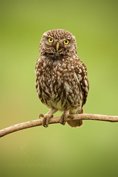 Sýček obecný (Athene noctua), Sýček obecný (Athene noctua) Little Owl,Autor: Ondřej Prosický | NaturePhoto.cz, Model: Canon EOS 5D Mark II, Objektiv: Canon EF 500mm f/4 L IS USM, Ohnisková vzdálenost (EQ35mm): 500 mm, stativ Gitzo, Clona: 6.3, Doba expozice: 1/200 s, ISO: 500, Kompenzace expozice: +1/3, Blesk: Ne, Vytvořeno: 11. června 2011 17:01:16, Kiskunsági Nemzeti Park (Maďarsko) 