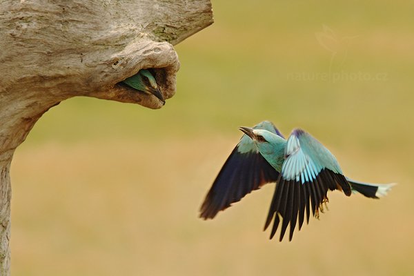 Mandelík hajní (Coracius garrulus), mandelík hajní (Coracius garrulus) European Roller, Autor: Ondřej Prosický | NaturePhoto.cz, Model: Canon EOS-1D Mark III, Objektiv: Canon EF 500mm f/4 L IS USM, Ohnisková vzdálenost (EQ35mm): 364 mm, stativ Gitzo, Clona: 8.0, Doba expozice: 1/800 s, ISO: 800, Kompenzace expozice: 0, Blesk: Ne, Vytvořeno: 12. června 2011 13:29:01, Kiskunsági Nemzeti Park (Maďarsko) 