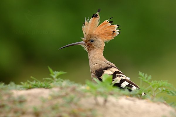 Dudek chocholatý (Upupa epops), Dudek chocholatý (Upupa epops) Hoopoe, Autor: Ondřej Prosický | NaturePhoto.cz, Model: Canon EOS 5D Mark II, Objektiv: Canon EF 500mm f/4 L IS USM, Ohnisková vzdálenost (EQ35mm): 500 mm, stativ Gitzo, Clona: 6.3, Doba expozice: 1/200 s, ISO: 500, Kompenzace expozice: 0, Blesk: Ne, Vytvořeno: 12. června 2011 6:59:07, Kiskunsági Nemzeti Park (Maďarsko)