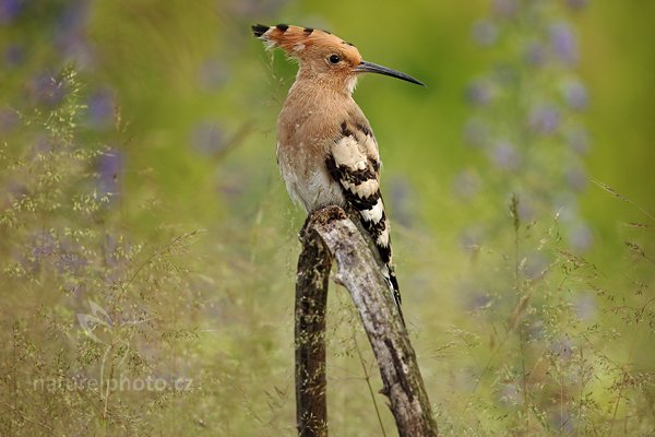 Dudek chocholatý (Upupa epops), Dudek chocholatý (Upupa epops) Hoopoe, Autor: Ondřej Prosický | NaturePhoto.cz, Model: Canon EOS 5D Mark II, Objektiv: Canon EF 500mm f/4 L IS USM, Ohnisková vzdálenost (EQ35mm): 500 mm, stativ Gitzo, Clona: 4.5, Doba expozice: 1/1250 s, ISO: 200, Kompenzace expozice: 0, Blesk: Ne, Vytvořeno: 12. června 2011 9:48:47, Kiskunsági Nemzeti Park (Maďarsko)