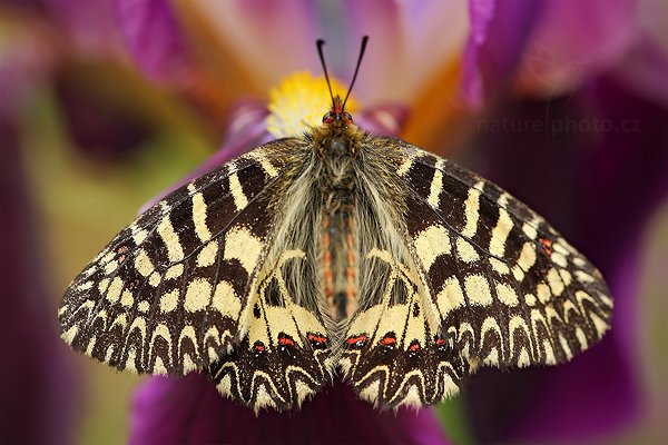 Pestrokřídlec podražcový (Zerynthia polyxena), Pestrokřídlec podražcový (Zerynthia polyxena) Southern Festoon, Autor: Ondřej Prosický | NaturePhoto.cz, Model: Canon EOS 5D Mark II, Objektiv: Canon EF 500mm f/4 L IS USM, Ohnisková vzdálenost (EQ35mm): 100 mm, stativ Gitzo, Clona: 5.0, Doba expozice: 1/60 s, ISO: 320, Kompenzace expozice: 0, Blesk: Ne, Vytvořeno: 29. dubna 2011 12:13:06, Gargano (Itálie)