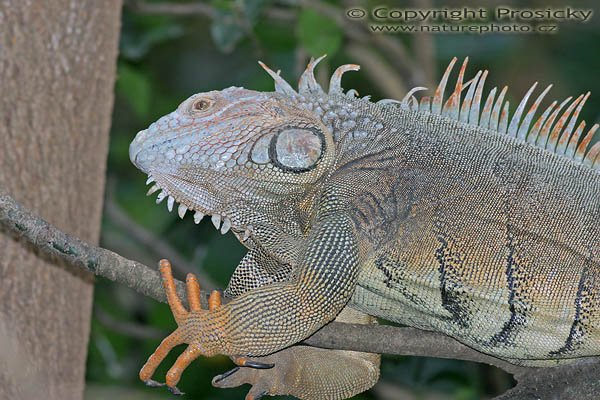 Leguán zelený (Iguana iguana), Leguán zelený (Iguana iguana), Autor: Ondřej Prosický, Model aparátu: Canon EOS 300D DIGITAL, Objektiv: Canon EF 400mm f/5.6 L USM, Ohnisková vzdálenost: 400.00 mm, Clona: 5.60, Doba expozice: 1/200 s, ISO: 400, Vyvážení expozice: 0.00, Blesk: Ano, Vytvořeno: 20. prosince 2004, RNVS Cano Negro (Kostarika)