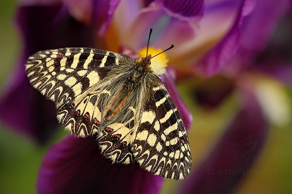 Pestrokřídlec podražcový (Zerynthia polyxena) , Pestrokřídlec podražcový (Zerynthia polyxena) Southern Festoon, Autor: Ondřej Prosický | NaturePhoto.cz, Model: Canon EOS 5D Mark II, Objektiv: Canon EF 100mm f/2.8 Macro L IS USM, Ohnisková vzdálenost (EQ35mm): 100 mm, stativ Gitzo, Clona: 4.0, Doba expozice: 1/250 s, ISO: 320, Kompenzace expozice: -1/3, Blesk: Ne, Vytvořeno: 29. dubna 2011 12:06:46, Zeměpisná šířka: 41° 43&#039; 18" S, Zeměpisná délka: 15° 39&#039; 56" V, San Marco in Lamis, Gargano (Itálie) 