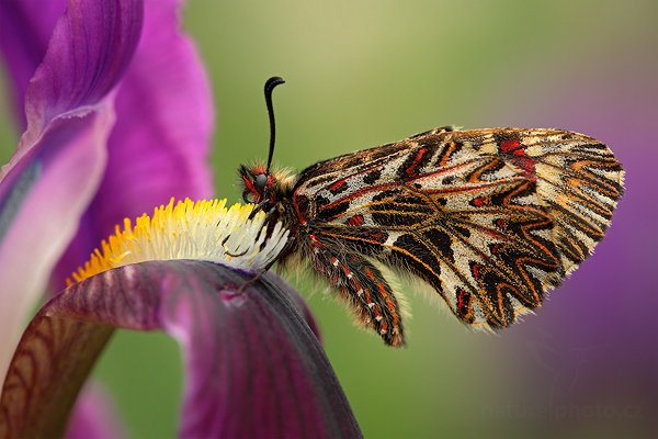 Pestrokřídlec podražcový (Zerynthia polyxena), Pestrokřídlec podražcový (Zerynthia polyxena) Southern Festoon, Autor: Ondřej Prosický | NaturePhoto.cz, Model: Canon EOS 5D Mark II, Objektiv: Canon EF 500mm f/4 L IS USM, Ohnisková vzdálenost (EQ35mm): 100 mm, stativ Gitzo, Clona: 5.6, Doba expozice: 1/125 s, ISO: 640, Kompenzace expozice: -1/3, Blesk: Ne, Vytvořeno: 29. dubna 2011 11:56:31, Gargano (Itálie)