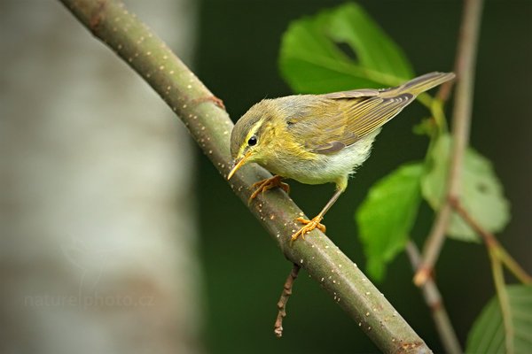 Budníček lesní (Phylloscopus sibilatrix), Budníček lesní (Phylloscopus sibilatrix) Wood Warbler, Autor: Ondřej Prosický | NaturePhoto.cz, Model: Canon EOS 5D Mark II, Objektiv: Canon EF 500mm f/4 L IS USM, Ohnisková vzdálenost (EQ35mm): 500 mm, stativ Gitzo, Clona: 5.6, Doba expozice: 1/200 s, ISO: 1000, Kompenzace expozice: -1/3, Blesk: Ne, Vytvořeno: 26. června 2011 8:22:34, Prachaticko, Šumava (Česko) 