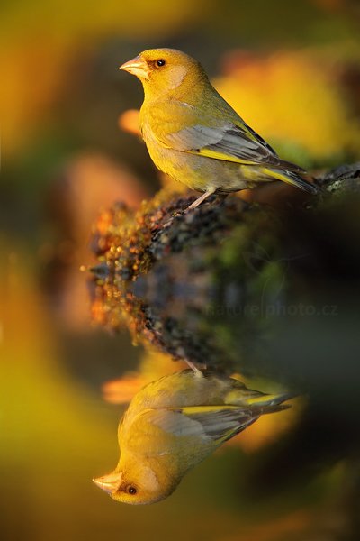 Zvonek zelený (Carduelis chloris), Zvonek zelený (Carduelis chloris) European Greenfinch, Autor: Ondřej Prosický | NaturePhoto.cz, Model: Canon EOS 5D Mark II, Objektiv: Canon EF 500mm f/4 L IS USM, Ohnisková vzdálenost (EQ35mm): 700 mm, stativ Gitzo, Clona: 5.6, Doba expozice: 1/100 s, ISO: 800, Kompenzace expozice: -2/3, Blesk: Ne, Vytvořeno: 24. června 2011 20:30:14, Prachaticko, Šumava (Česko) 