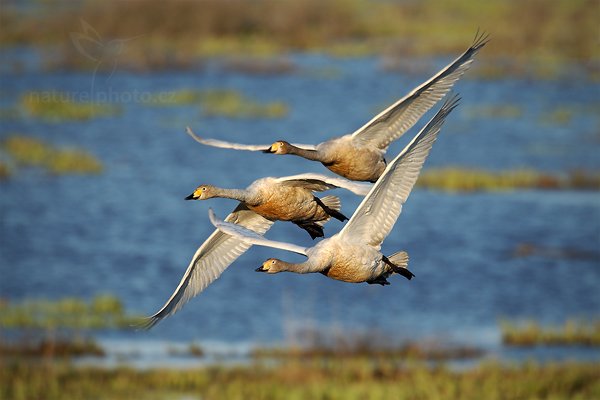 Labuť zpěvná (Cygnus cygnus), Labuť zpěvná (Cygnus cygnus) Whooper Swan, Autor: Ondřej Prosický | NaturePhoto.cz, Model: Canon EOS-1D Mark III, Objektiv: Canon EF 500mm f/4 L IS USM, Ohnisková vzdálenost (EQ35mm): 910 mm, stativ Gitzo, Clona: 6.3, Doba expozice: 1/640 s, ISO: 200, Kompenzace expozice: -1/3, Blesk: Ne, Vytvořeno: 16. dubna 2011 19:15:33, Lake Hornboga (Švédsko)