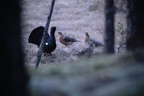 Tetřev hlušec (Tetrao urogallus), Tetřev hlušec (Tetrao urogallus) Western Capercaillie, Autor: Ondřej Prosický | NaturePhoto.cz, Model: Canon EOS 5D Mark II, Objektiv: Canon EF 500mm f/4 L IS USM, Ohnisková vzdálenost (EQ35mm): 500 mm, fotografováno z ruky, Clona: 4.0, Doba expozice: 1/100 s, ISO: 6400, Kompenzace expozice: -1/3, Blesk: Ne, Vytvořeno: 20. dubna 2011 5:08, Bergslagen (Švédsko)