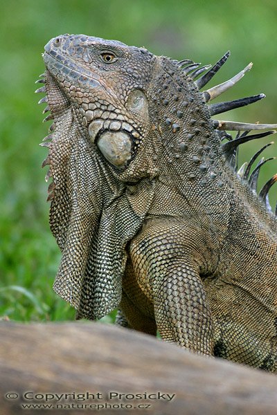 Leguán zelený (Iguana iguana), Leguán zelený (Iguana iguana), Autor: Ondřej Prosický, Model aparátu: Canon EOS 300D DIGITAL, Objektiv: Canon EF 400mm f/5.6 L USM, Ohnisková vzdálenost: 400.00 mm, Clona: 5.60, Doba expozice: 1/200 s, ISO: 400, Vyvážení expozice: 0.00, Blesk: Ne, Vytvořeno: 20. prosince 2004, RNVS Caňo Negro (Kostarika) 
