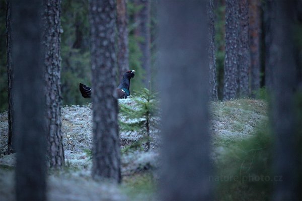 Tetřev hlušec (Tetrao urogallus), Tetřev hlušec (Tetrao urogallus) Western Capercaillie, Autor: Ondřej Prosický | NaturePhoto.cz, Model: Canon EOS 5D Mark II, Objektiv: Canon EF 500mm f/4 L IS USM, Ohnisková vzdálenost (EQ35mm): 500 mm, fotografováno z ruky, Clona: 4.0, Doba expozice: 1/30 s, ISO: 5000, Kompenzace expozice: -2/3, Blesk: Ne, Vytvořeno: 19. dubna 2011 20:30:59, Bergslagen (Švédsko)