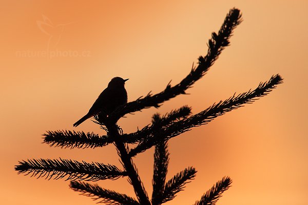 Rehek domácí (Phoenicurus ochruros), Rehek domácí (Phoenicurus ochruros) European Black Redstart, Autor: Ondřej Prosický | NaturePhoto.cz, Model: Canon EOS 5D Mark II, Objektiv: Canon EF 500mm f/4 L IS USM, Ohnisková vzdálenost (EQ35mm): 700 mm, stativ Gitzo, Clona: 5.6, Doba expozice: 1/8000 s, ISO: 800, Kompenzace expozice: -1, Blesk: Ne, Vytvořeno: 15. července 2011 20:32:14, Prachaticko, Šumava (Česko) 