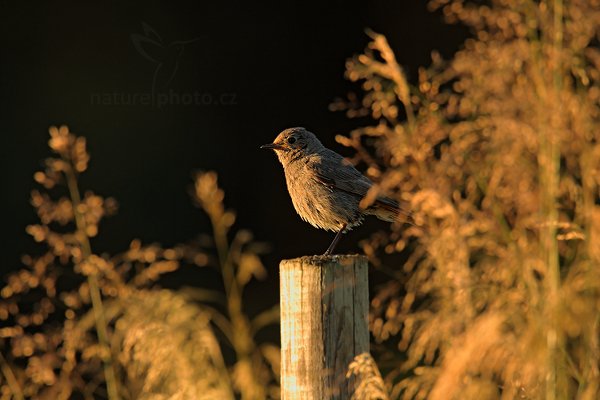 Rehek domácí (Phoenicurus ochruros), Rehek domácí (Phoenicurus ochruros) European Black Redstart, Autor: Ondřej Prosický | NaturePhoto.cz, Model: Canon EOS 5D Mark II, Objektiv: Canon EF 500mm f/4 L IS USM, Ohnisková vzdálenost (EQ35mm): 700 mm, stativ Gitzo, Clona: 7.1, Doba expozice: 1/200 s, ISO: 500, Kompenzace expozice: -2/3, Blesk: Ne, Vytvořeno: 16. července 2011 20:18:37, Prachaticko, Šumava (Česko) 