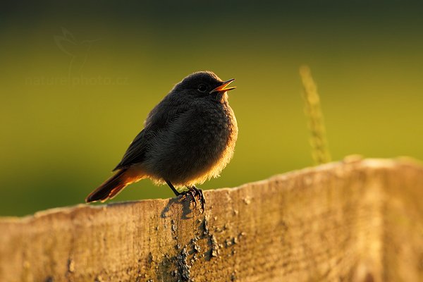 Rehek domácí (Phoenicurus ochruros), Rehek domácí (Phoenicurus ochruros) European Black Redstart, Autor: Ondřej Prosický | NaturePhoto.cz, Model: Canon EOS 5D Mark II, Objektiv: Canon EF 500mm f/4 L IS USM, Ohnisková vzdálenost (EQ35mm): 500 mm, stativ Gitzo, Clona: 7.1, Doba expozice: 1/320 s, ISO: 500, Kompenzace expozice: -1/3, Blesk: Ne, Vytvořeno: 15. července 2011 20:06:09, Prachaticko, Šumava (Česko)