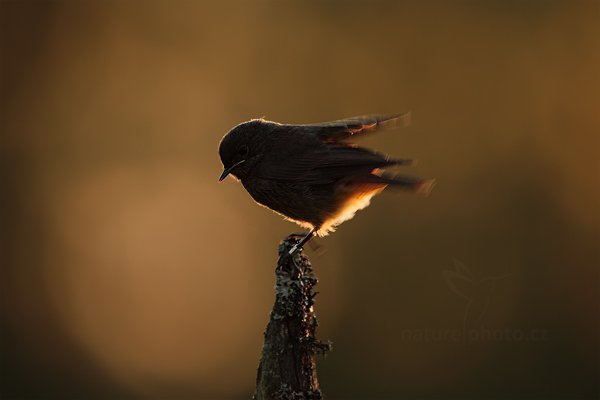 Rehek domácí (Phoenicurus ochruros), Rehek domácí (Phoenicurus ochruros) European Black Redstart, Autor: Ondřej Prosický | NaturePhoto.cz, Model: Canon EOS 5D Mark II, Objektiv: Canon EF 500mm f/4 L IS USM, Ohnisková vzdálenost (EQ35mm): 700 mm, stativ Gitzo, Clona: 7.1, Doba expozice: 1/160 s, ISO: 500, Kompenzace expozice: -1 1/3, Blesk: Ne, Vytvořeno: 16. července 2011 20:33:35, Prachaticko, Šumava (Česko)