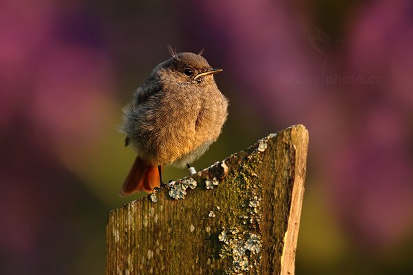 Rehek domácí (Phoenicurus ochruros), Rehek domácí (Phoenicurus ochruros) European Black Redstart, Autor: Ondřej Prosický | NaturePhoto.cz, Model: Canon EOS 5D Mark II, Objektiv: Canon EF 500mm f/4 L IS USM, Ohnisková vzdálenost (EQ35mm): 700 mm, stativ Gitzo, Clona: 5.6, Doba expozice: 1/400 s, ISO: 500, Kompenzace expozice: -1, Blesk: Ne, Vytvořeno: 15. července 2011 20:19:12, Prachaticko, Šumava (Česko) 