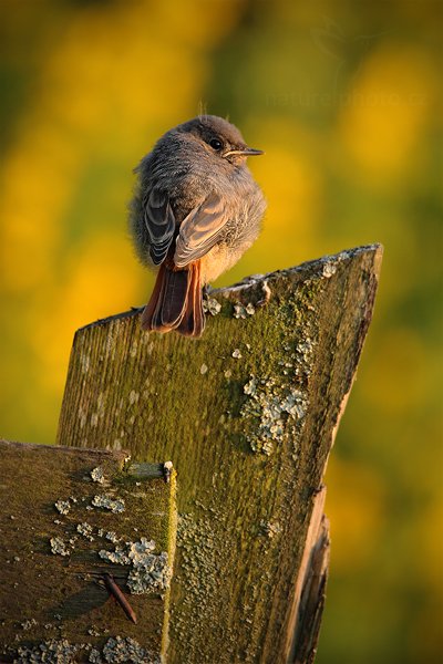 Rehek domácí (Phoenicurus ochruros), Rehek domácí (Phoenicurus ochruros) European Black Redstart, Autor: Ondřej Prosický | NaturePhoto.cz, Model: Canon EOS 5D Mark II, Objektiv: Canon EF 500mm f/4 L IS USM, Ohnisková vzdálenost (EQ35mm): 700 mm, stativ Gitzo, Clona: 7.1, Doba expozice: 1/200 s, ISO: 500, Kompenzace expozice: -1/3, Blesk: Ne, Vytvořeno: 15. července 2011 20:16:36, Prachaticko, Šumava (Česko) 