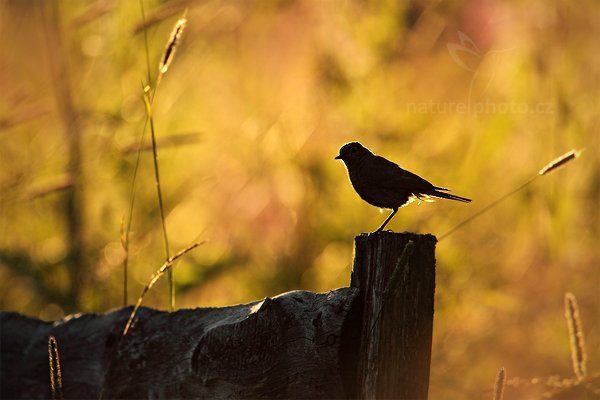 Rehek domácí (Phoenicurus ochruros), Rehek domácí (Phoenicurus ochruros) European Black Redstart, Autor: Ondřej Prosický | NaturePhoto.cz, Model: Canon EOS 5D Mark II, Objektiv: Canon EF 500mm f/4 L IS USM, Ohnisková vzdálenost (EQ35mm): 700 mm, stativ Gitzo, Clona: 7.1, Doba expozice: 1/2000 s, ISO: 800, Kompenzace expozice: -2/3, Blesk: Ne, Vytvořeno: 16. července 2011 20:13:49, Prachaticko, Šumava (Česko)