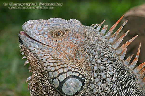 Leguán zelený (Iguana iguana), Leguán zelený (Iguana iguana), Green Iguana, Autor: Ondřej Prosický, Model aparátu: Canon EOS 300D DIGITAL, Objektiv: Canon EF 400mm f/5.6 L USM, Ohnisková vzdálenost: 400.00 mm, Clona: 5.60, Doba expozice: 1/200 s, ISO: 100, Vyvážení expozice: 0.00, Blesk: Ano, Vytvořeno: 20. prosince 2004, RNVS Caňo Negro (Kostarika)