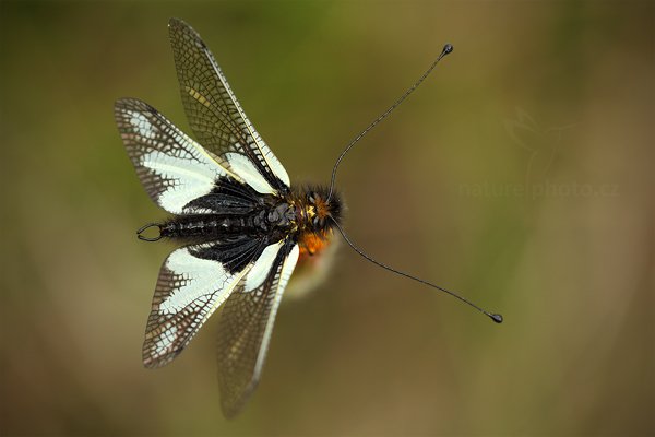 Ploskoroh (Libelloides lacteus), Ploskoroh (Libelloides lacteus) Autor: Ondřej Prosický | NaturePhoto.cz, Model: Canon EOS 5D Mark II, Objektiv: Canon EF 100mm f/2.8 L IS USM, Ohnisková vzdálenost (EQ35mm): 100 mm, stativ Gitzo, Clona: 4.5, Doba expozice: 1/500 s, ISO: 640, Kompenzace expozice: 0, Blesk: Ne, Vytvořeno: 11. června 2011 8:49:48, Gargano (Itálie)