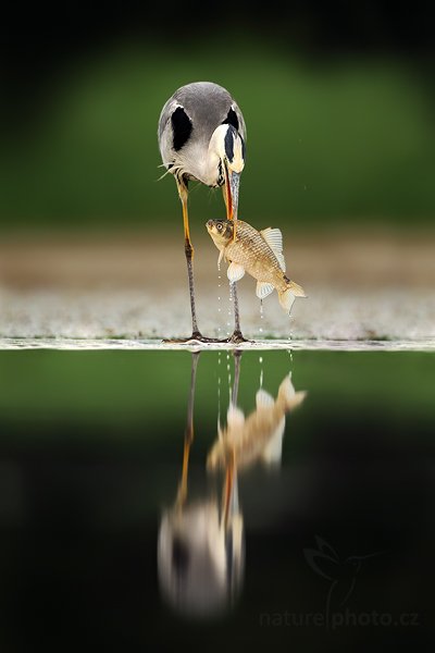 Volavka popelavá (Ardea cinerea)