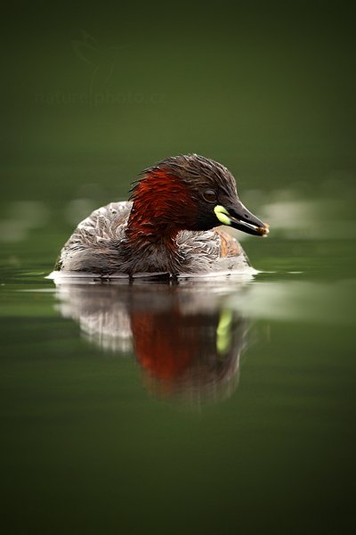 Potápka malá (Tachybaptus ruficollis), Potápka malá (Tachybaptus ruficollis) Little Grebe, Autor: Ondřej Prosický | NaturePhoto.cz, Model: Canon EOS 5D Mark II, Objektiv: Canon EF 500mm f/4 L IS USM, Ohnisková vzdálenost (EQ35mm): 500 mm, stativ Gitzo, Clona: 4.5, Doba expozice: 1/500 s, ISO: 640, Kompenzace expozice: 0, Blesk: Ne, Vytvořeno: 11. června 2011 8:49:48, Kiskunsági Nemzeti Park (Maďarsko) 