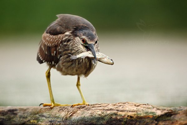 Kvakoš noční (Nycticorax nycticorax), Kvakoš noční (Nycticorax nycticorax) Night Heron, Autor: Ondřej Prosický | NaturePhoto.cz, Model: Canon EOS 5D Mark II, Objektiv: Canon EF 500mm f/4 L IS USM, Ohnisková vzdálenost (EQ35mm): 500 mm, stativ Gitzo, Clona: 5.0, Doba expozice: 1/125 s, ISO: 1600, Kompenzace expozice: 0, Blesk: Ne, Vytvořeno: 11. června 2011 6:15:53, Kiskunsági Nemzeti Park (Maďarsko) 