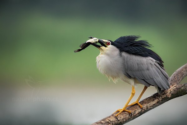 Kvakoš noční (Nycticorax nycticorax), Kvakoš noční (Nycticorax nycticorax) Night Heron, Autor: Ondřej Prosický | NaturePhoto.cz, Model: Canon EOS 5D Mark II, Objektiv: Canon EF 500mm f/4 L IS USM, Ohnisková vzdálenost (EQ35mm): 500 mm, stativ Gitzo, Clona: 5.0, Doba expozice: 1/80 s, ISO: 1600, Kompenzace expozice: 0, Blesk: Ne, Vytvořeno: 11. června 2011 6:25:04, Kiskunsági Nemzeti Park (Maďarsko) 