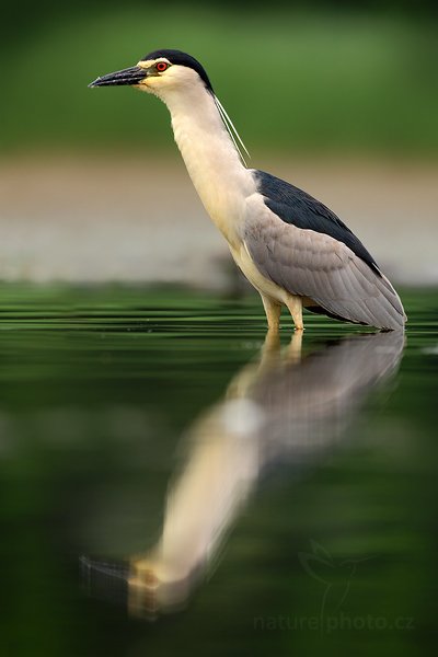 Kvakoš noční (Nycticorax nycticorax), Kvakoš noční (Nycticorax nycticorax) Night Heron, Autor: Ondřej Prosický | NaturePhoto.cz, Model: Canon EOS 5D Mark II, Objektiv: Canon EF 500mm f/4 L IS USM, Ohnisková vzdálenost (EQ35mm): 500 mm, stativ Gitzo, Clona: 6.3, Doba expozice: 1/250 s, ISO: 500, Kompenzace expozice: 0, Blesk: Ne, Vytvořeno: 11. června 2011 10:00:18, Kiskunsági Nemzeti Park (Maďarsko)