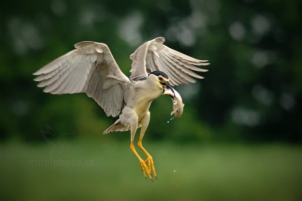 Kvakoš noční (Nycticorax nycticorax), Kvakoš noční (Nycticorax nycticorax) Night Heron, Autor: Ondřej Prosický | NaturePhoto.cz, Model: Canon EOS-1D Mark III, Objektiv: Canon EF 200mm f/2.8 L USM + TC Canon 1.4x, Ohnisková vzdálenost (EQ35mm): 364 mm, stativ Gitzo, Clona: 4.5, Doba expozice: 1/640 s, ISO: 500, Kompenzace expozice: -1/3, Blesk: Ne, Vytvořeno: 11. června 2011 10:08:13, Kiskunsági Nemzeti Park (Maďarsko)