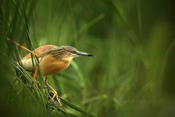 Volavka vlasatá (Ardeola ralloides), Volavka vlasatá (Ardeola ralloides) Squacco Heron, Autor: Ondřej Prosický | NaturePhoto.cz, Model: Canon EOS 5D Mark II, Objektiv: Canon EF 500mm f/4 L IS USM, Ohnisková vzdálenost (EQ35mm): 500 mm, stativ Gitzo, Clona: 6.3, Doba expozice: 1/125 s, ISO: 400, Kompenzace expozice: 0, Blesk: Ne, Vytvořeno: 11. června 2011 9:37:25, Kiskunsági Nemzeti Park (Maďarsko)