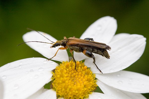 Stehenáč nahnědlý (Oedemera podagrariae), Stehenáč nahnědlý (Oedemera podagrariae) Autor: Ondřej Prosický, Model aparátu: Canon EOS 20D, Objektiv: Canon EF 100mm f/2.8 Macro USM, Ohnisková vzdálenost: 100.00 mm, Clona: 5.60, Doba expozice: 1/200 s, ISO: 400, Vyvážení expozice: 0.00, Blesk: Ne, Vytvořeno: 25. června 2005 16:07:00, Loděnice u Berouna (ČR)