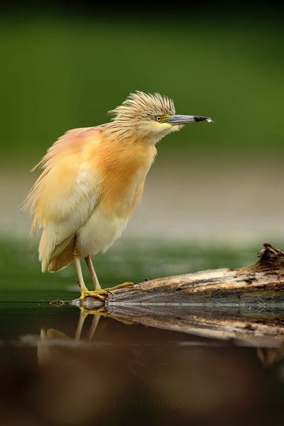 Volavka vlasatá (Ardeola ralloides), Volavka vlasatá (Ardeola ralloides) Squacco Heron, Autor: Ondřej Prosický | NaturePhoto.cz, Model: Canon EOS 5D Mark II, Objektiv: Canon EF 500mm f/4 L IS USM, Ohnisková vzdálenost (EQ35mm): 500 mm, stativ Gitzo, Clona: 6.3, Doba expozice: 1/125 s, ISO: 400, Kompenzace expozice: 0, Blesk: Ne, Vytvořeno: 11. června 2011 9:37:25, Kiskunsági Nemzeti Park (Maďarsko)